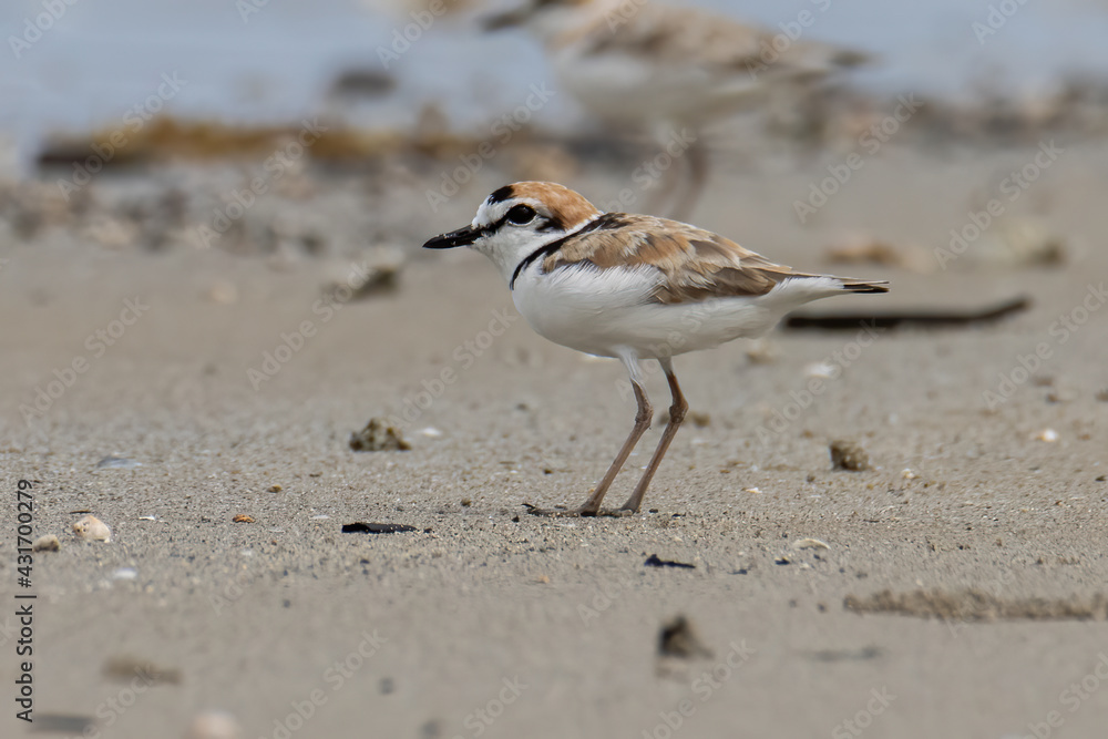 Nature wildlife image of Malaysian plover is a small wader that nests on beaches and salt flats in Southeast Asia. Nature wildlife image of Malaysian plover is a small wader that nests on beaches and salt flats in Southeast Asia.