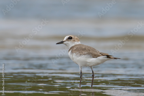 Nature wildlife image of Sand plover water bird on beach