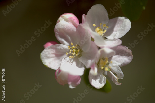 Horticulture of Gran Canaria -  blossoming apple tree branches natural macro floral background
