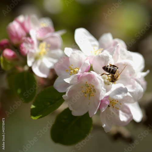 Horticulture of Gran Canaria - blossoming apple tree branches natural macro floral background 