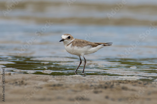 Nature wildlife image of Sand plover water bird on beach © alenthien