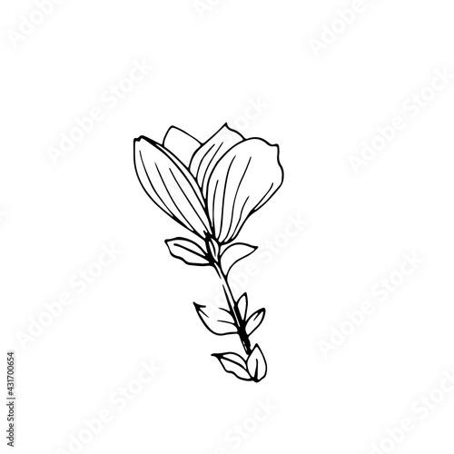 Beauty hand drawn magnolia flower. Vector doodle floral isolated on white.