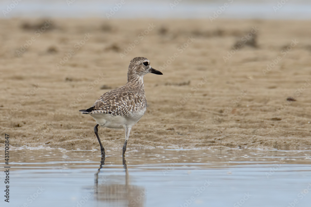 Obraz premium Nature wildlife image of Grey Plover water bird on beach