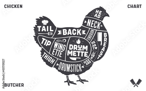 Chicken, hen. Scheme, diagram, chart chicken butcher guide