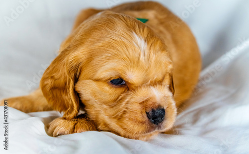 Closeup cocker spaniel puppy dog lies on a white cloth © Bohdan Petrushko