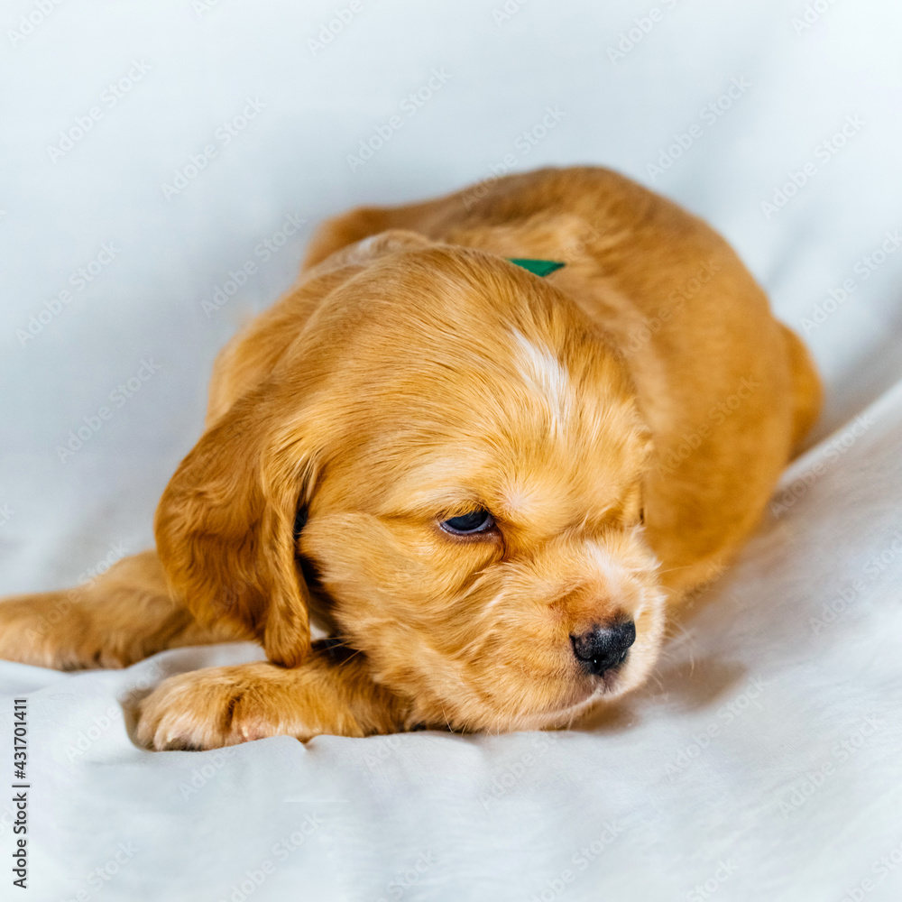 Closeup cocker spaniel puppy dog lies on a white cloth Closeup cocker spaniel puppy dog lies on a white cloth