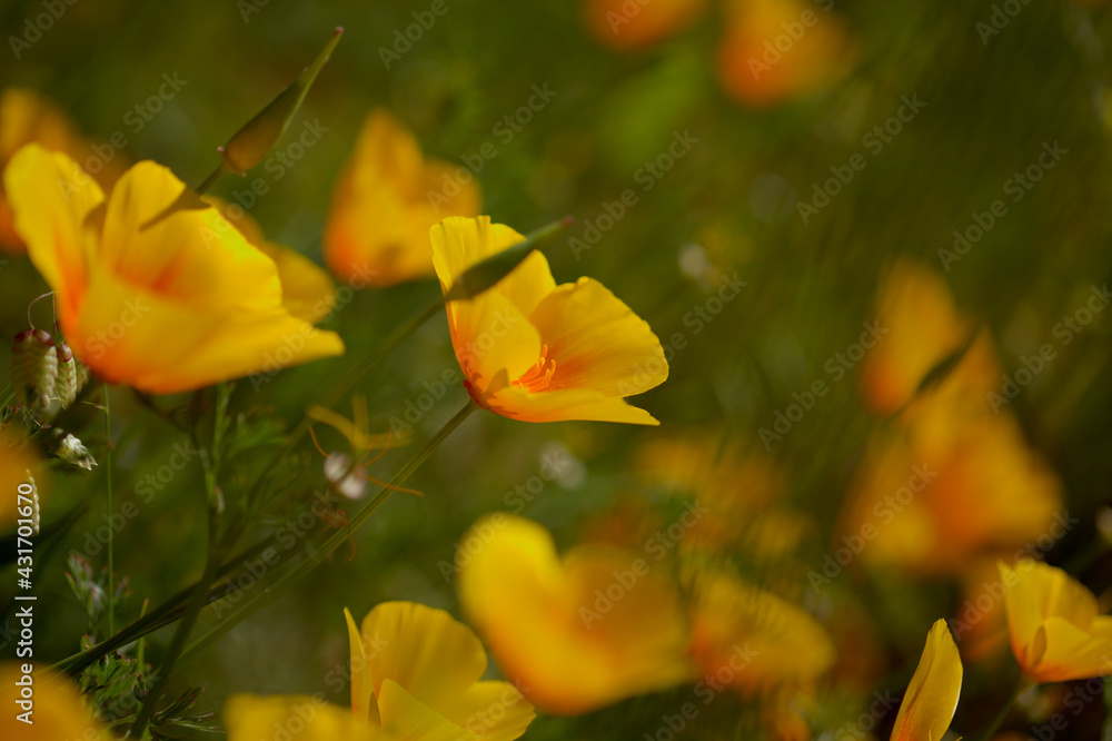 Flora of Gran Canaria - Eschscholzia californica, the California poppy, introduced and invasive species natural macro floral background
Flora of Gran Canaria - Eschscholzia californica, the California poppy, introduced and invasive species natural macro floral background