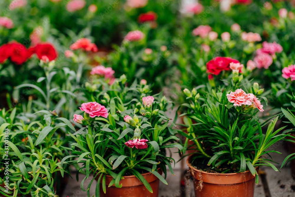 Naklejka premium Beautiful red and pink carnation flower in a pots on the stall of spring floral market