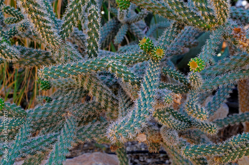 Close up of a Cactus plant Opuntia tunicata