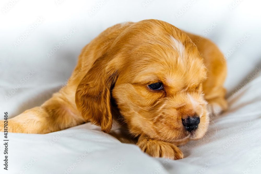 Closeup cocker spaniel puppy dog lies on a white cloth Closeup cocker spaniel puppy dog lies on a white cloth