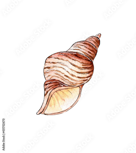 Watercolor illustration of a sea dweller seashell. Underwater world. Tropical shell. Mollusk external skeleton, protection, home. Isolated on white background. Design element. photo