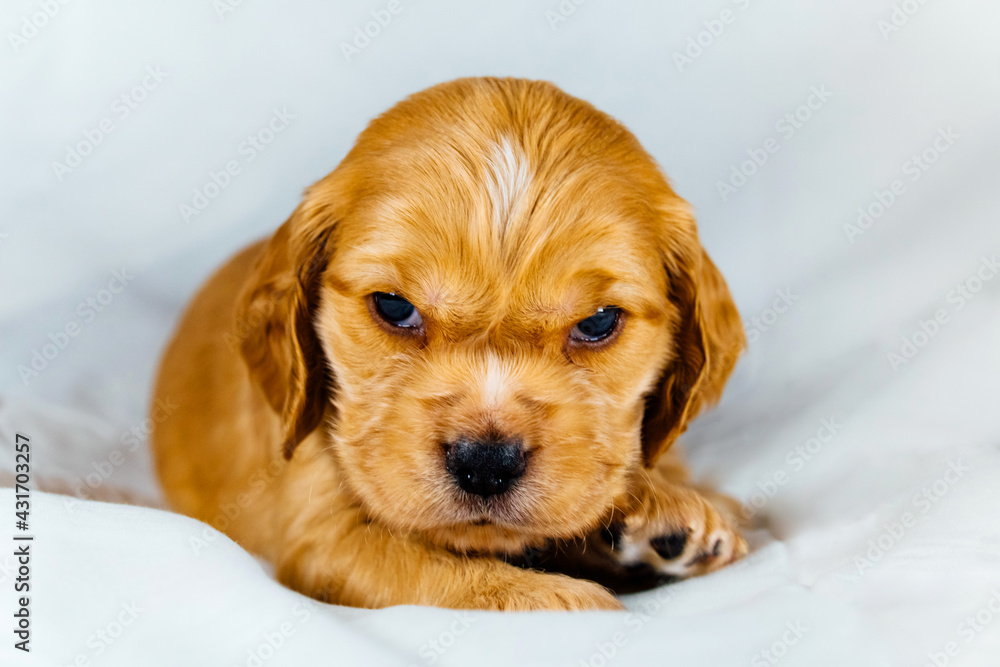 Closeup cocker spaniel puppy dog lies on a white cloth and look on you