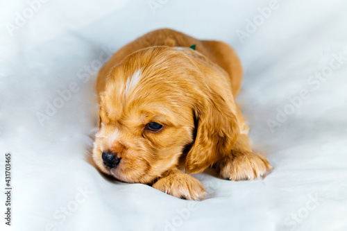 Closeup cocker spaniel puppy dog lies on a white cloth