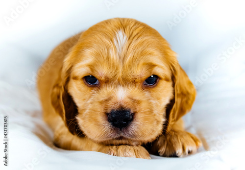 Closeup cocker spaniel puppy dog lies on a white cloth and look on you