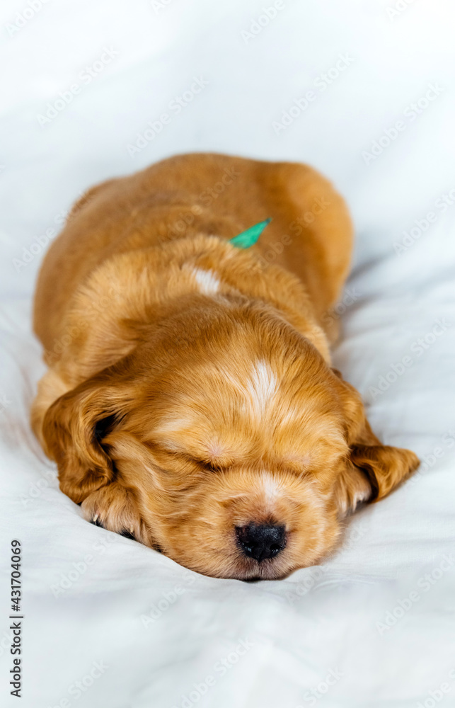 Closeup cocker spaniel puppy dog sleeps on a white cloth