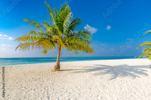 Wonderful dream beach with lonely palm tree on white sand and turquoise ocean. Tropical island coast, shore with sunny blue sky, relax travel tourism landscape. Nature beach view, beautiful outdoors