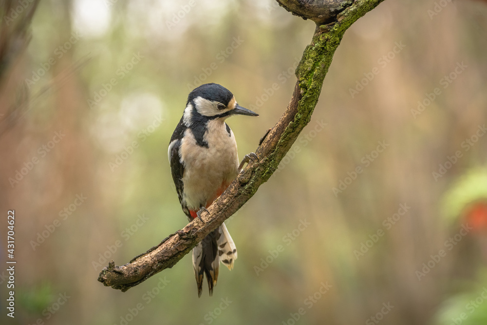 Obraz premium Buntspecht auf Ast sitzend