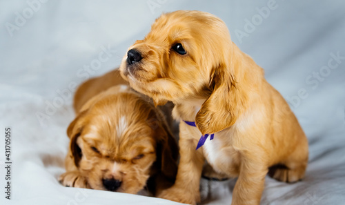 Closeup two cocker spaniel puppies dogs lays and seats, one of them sleeps © Bohdan Petrushko