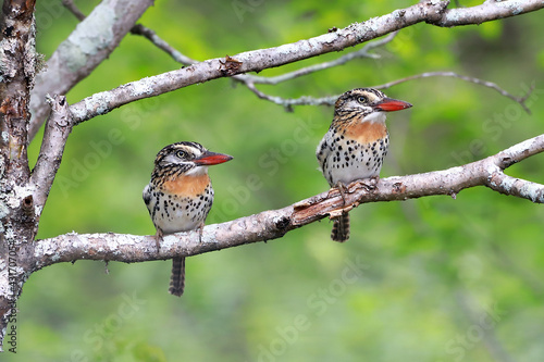 couple of  Spot-backed Puffbird (Nystalus maculatus) perched on a branch photo