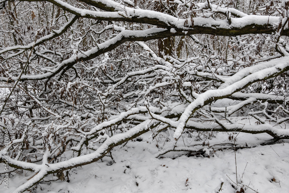 Winter forest wilderness with snow covered branches of a fallen tree Winter forest wilderness with snow covered branches of a fallen tree
