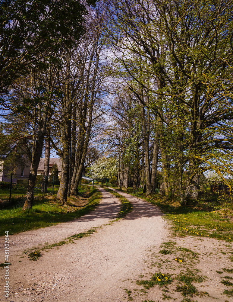Naklejka premium Road to the country house through an alley of large trees in spring, a flowering pear tree can be seen in the distance
