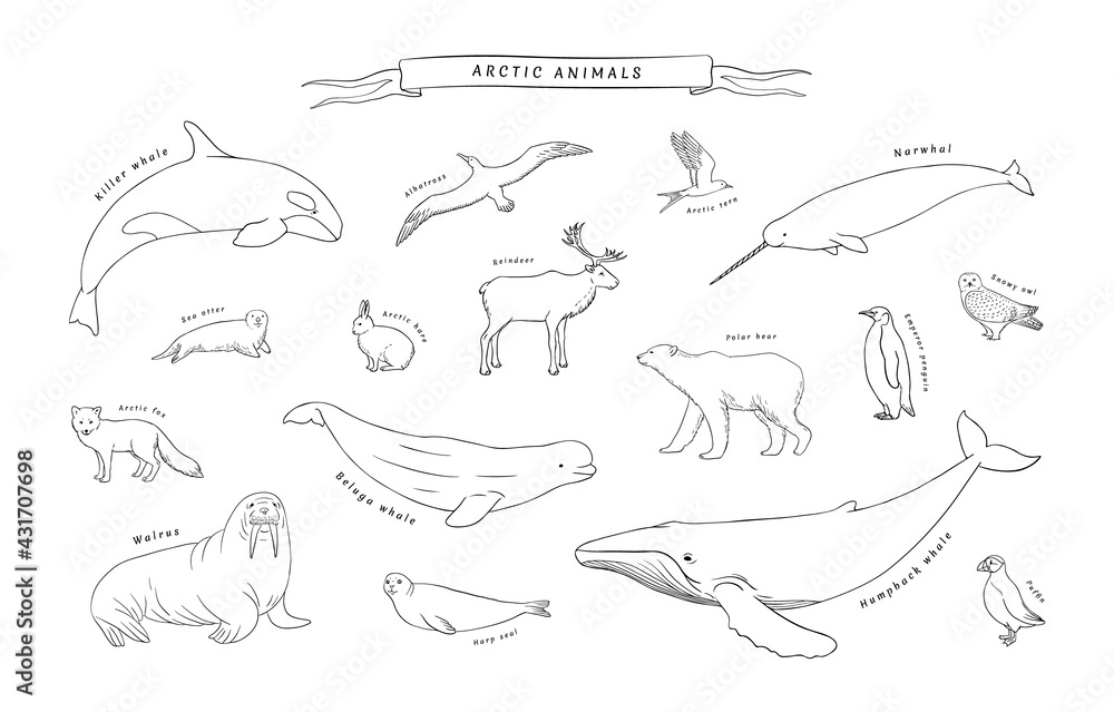 Arctic animals set in vector. North pole fauna realistic sketch line  illustration isolated on white background. Polar bear, walrus, arctic fox,  killer whale, seal, penguin and more Stock Vector | Adobe Stock