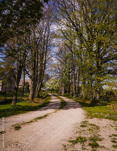 Road to the country house through an alley of large trees in spring, a flowering pear tree can be seen in the distance