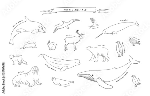 Arctic animals set in vector. North pole fauna realistic sketch line illustration isolated on white background. Polar bear, walrus, arctic fox, killer whale, seal, penguin and more