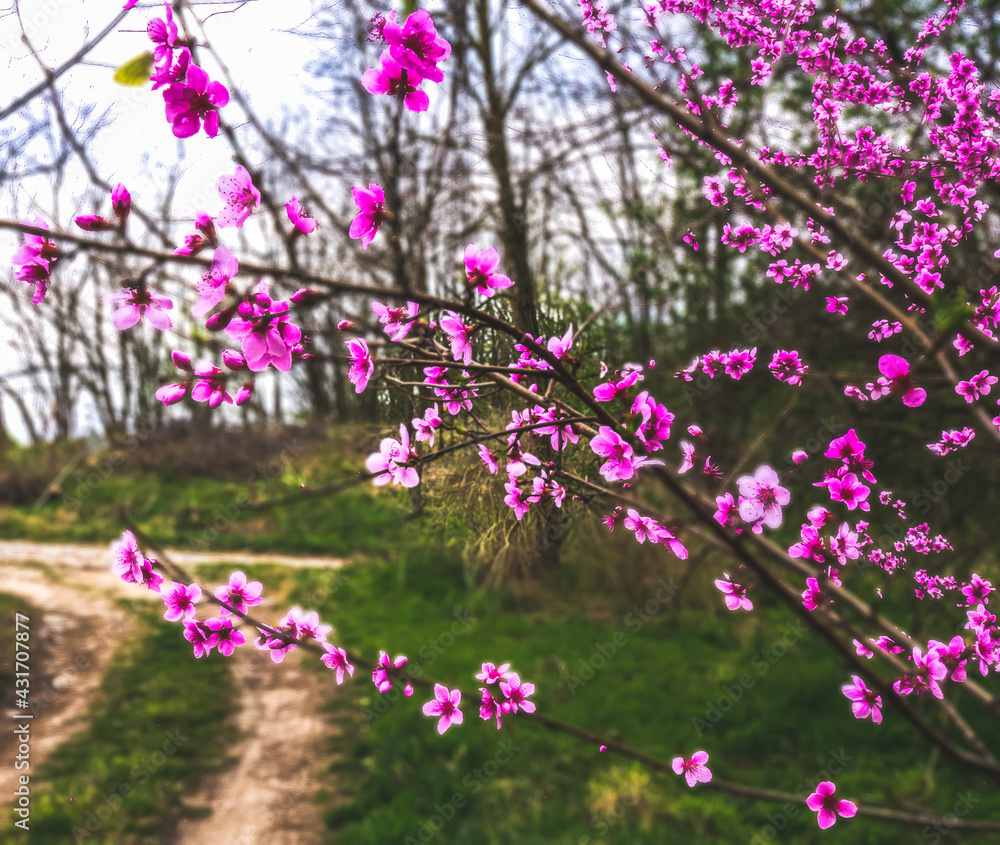 Fototapeta premium Springtime in Hungarian province of Bacs-Kiskun