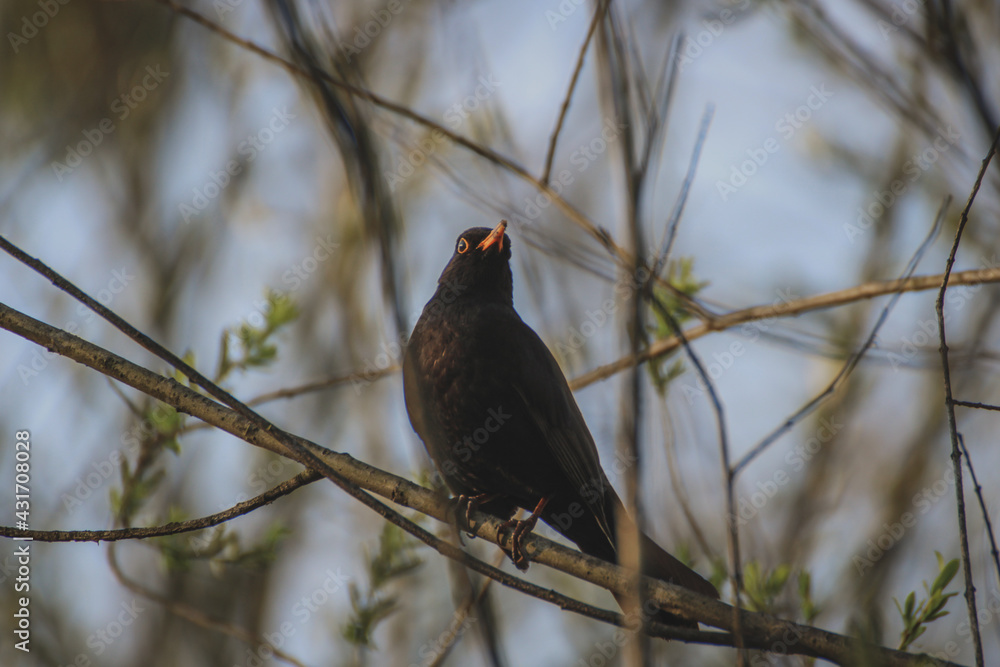 Fototapeta premium Close up of a blackbird male in spring