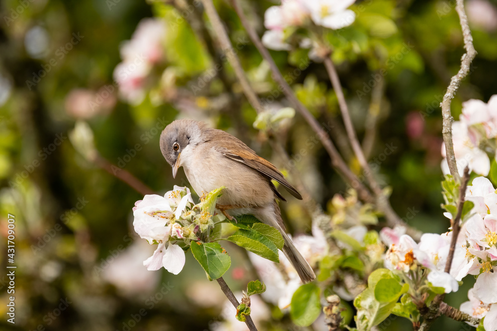 Fototapeta premium Whitethroat