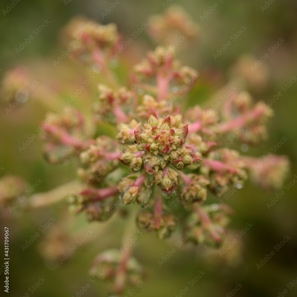 Flora of Gran Canaria - Aeonium percarneum, succulent plant endemic to the island, natural macro floral background
Flora of Gran Canaria - Aeonium percarneum, succulent plant endemic to the island, natural macro floral background