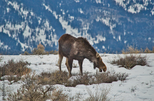 Lonely moose grazing in the winter steppe photo