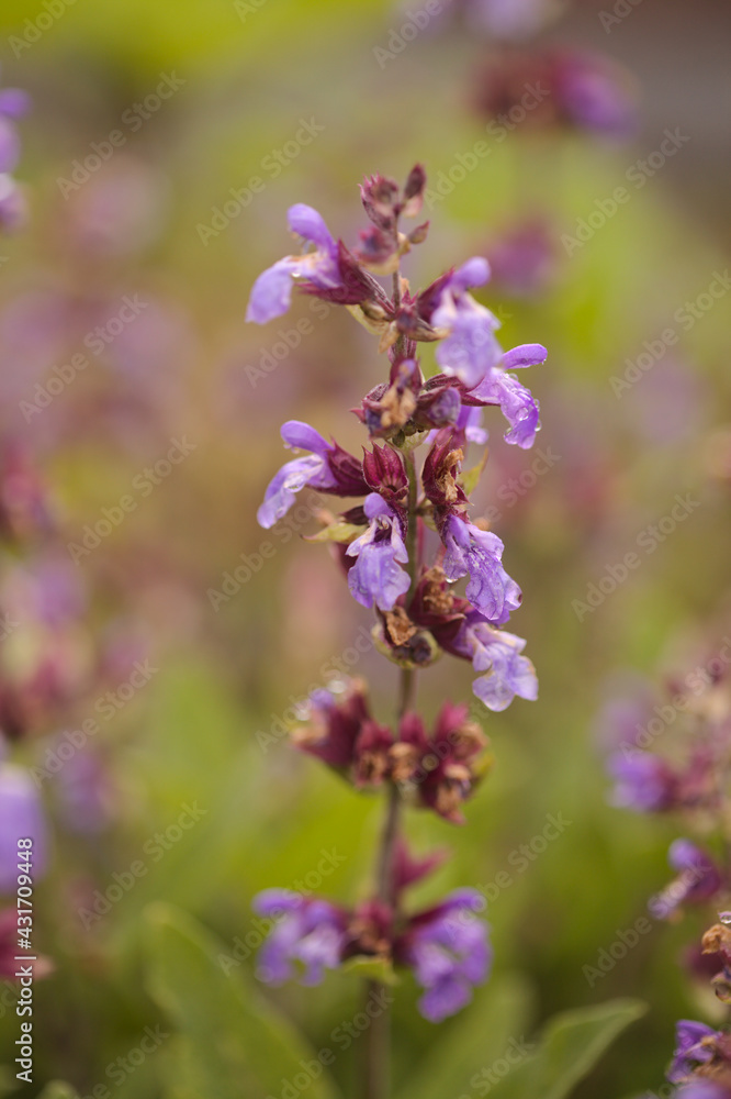 Blue flowers of a sage natural macro floral background Blue flowers of a sage natural macro floral background