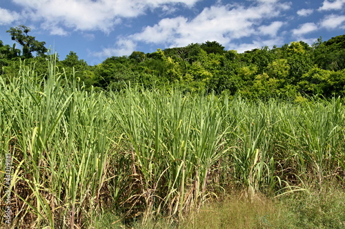View of sugarcane plantation. Jamaica.