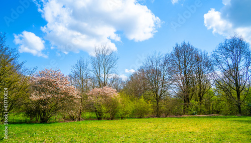 Spring day with flowering trees in the park 