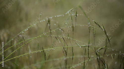 Flora of Gran Canaria - Avena fatua common wild oats natural macro floral background 