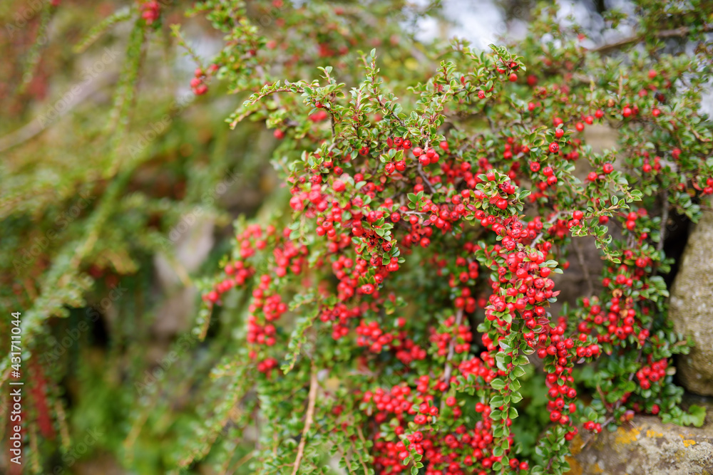 Small green leaves and cranberry-red fruit on arching branches of the cranberry cotoneaster plant.