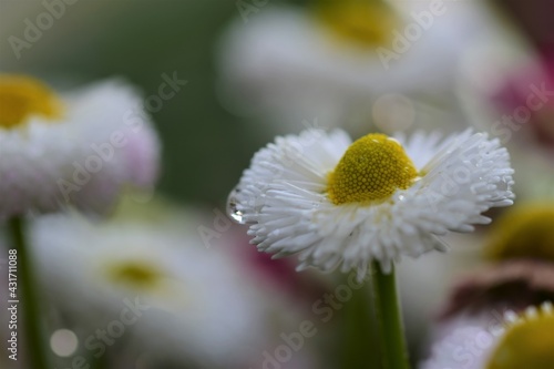 White Bellis Perennis after rain as a close up