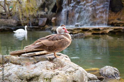 duck in a small pond among the rocks in the spring