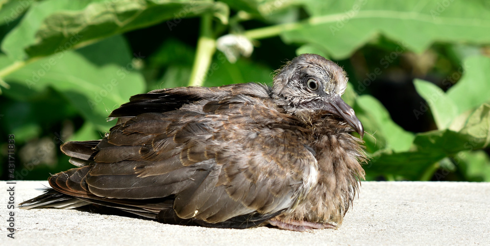Obraz premium Cute little spotted dove or mountain dove or pearl-necked dove or lace-necked dove or spotted turtle-dove lying on a white brick wall on a green plant background. 