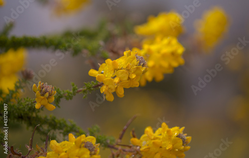 Flora of Gran Canaria -  flowering Adenocarpus foliolosus, Canary Island flatpod natural macro floral background
 photo