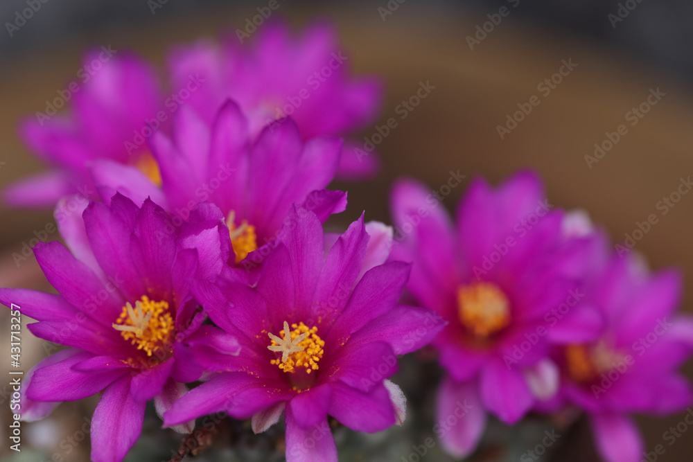 Mammillaria schumannii cactus show blossom flower pink color.plants on wood background wall. Minimal creative style.selective focus with copy space.. Mammillaria schumannii cactus show blossom flower pink color.plants on wood background wall. Minimal creative style.selective focus with copy space..