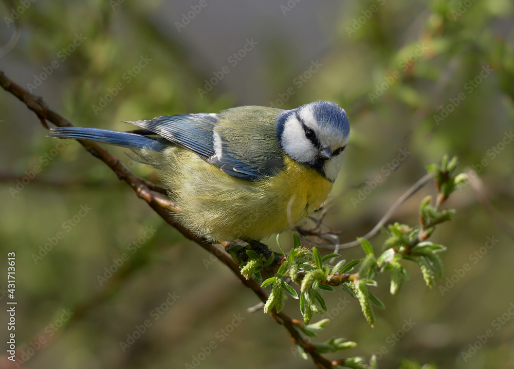 Obraz premium Blue tit in the early cold spring sun (Cyanistes caeruleus) 