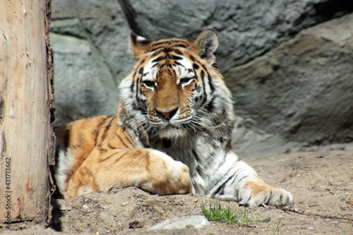 a portrait of a tiger lying on sand staring at the camera