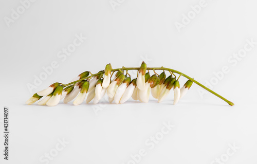 Fotografiet A Sophora japonica flower isolated on white background.