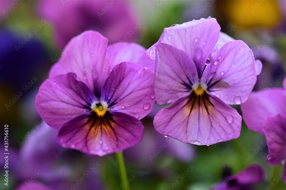 Close up of two purple pansy against a blurred background Close up of two purple pansy against a blurred background