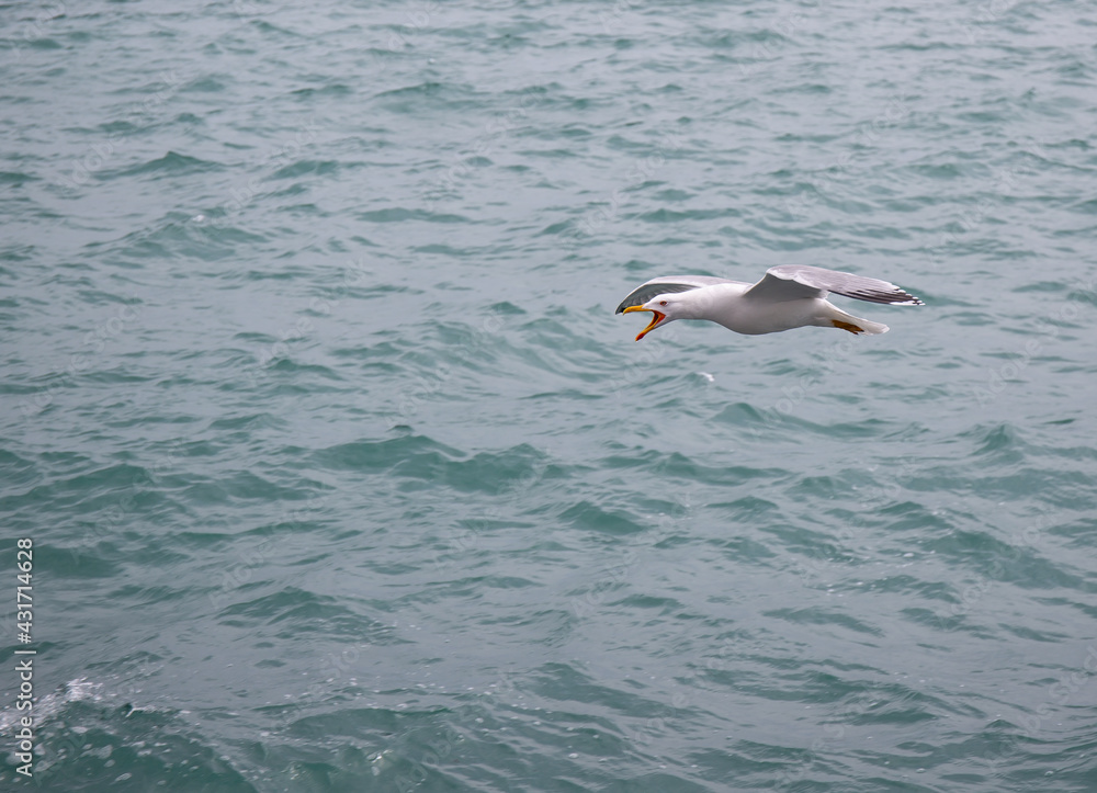Obraz premium Black Sea gulls on the Black Sea coast