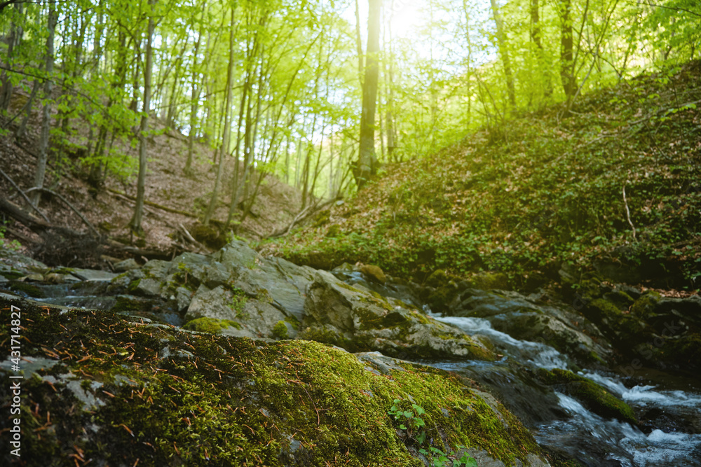 Fototapeta premium Deep green forest with water stream