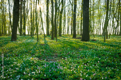 Wald in Sachsen-Anhalt im Frühling